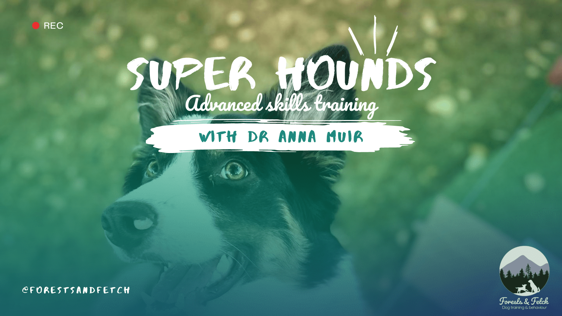 Superhounds! Advanced skills training