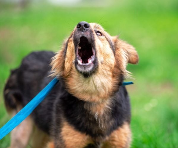 barking mongrel dog on a blue leash on a green lawn in summer on a sunny day